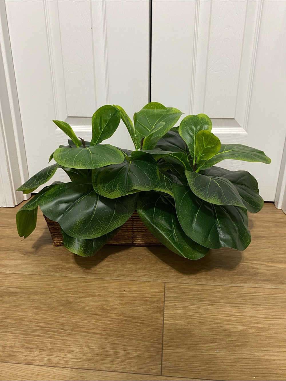 Fiddle Leaf Fig faux 15” plants in basket